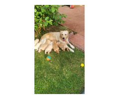 Adorable Golden Retriever Puppies for Sale