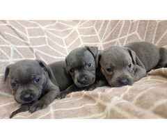 Stunning chunky blue Staffordshire bull terrier puppies