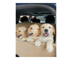 Adorable Golden Retriever Puppies for Sale